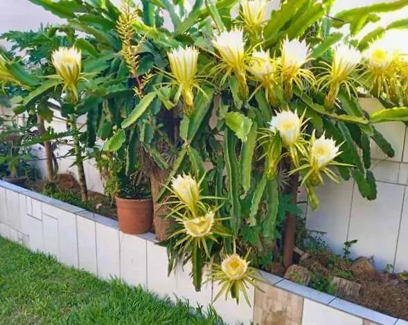 Casa de Férias Casa Aconchego Das Pitayas Florianópolis Brasil